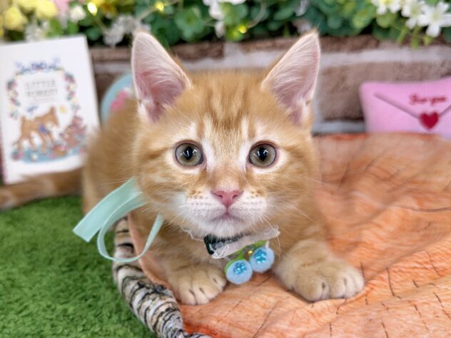 兵庫県のマンチカン (ワンキャラット アミーゴ姫路花田店/2026年1月17日生まれ/男の子/レッドタビー)の子猫の1枚目の画像