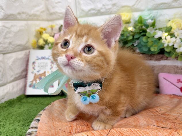 兵庫県のマンチカン (ワンキャラット アミーゴ姫路花田店/2026年1月17日生まれ/男の子/レッドタビー)の子猫の3枚目の画像