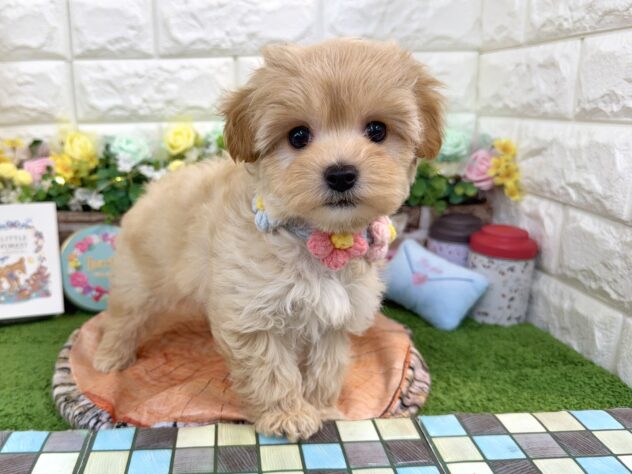 兵庫県のハーフ犬・ミックス犬 (ワンキャラット アミーゴ姫路花田店/2026年1月19日生まれ/女の子/アプリコット)の子犬の2枚目の画像