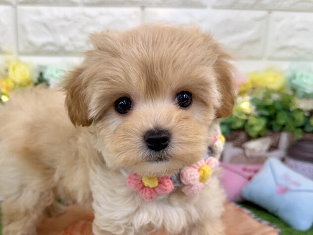 兵庫県のハーフ犬・ミックス犬 (ワンキャラット アミーゴ姫路花田店/2026年1月19日生まれ/女の子/アプリコット)の子犬の1枚目の画像