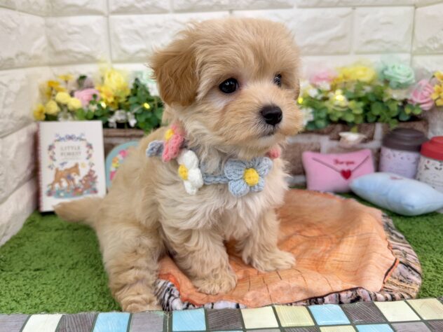 兵庫県のハーフ犬・ミックス犬 (ワンキャラット アミーゴ姫路花田店/2026年1月19日生まれ/女の子/アプリコット)の子犬の4枚目の画像