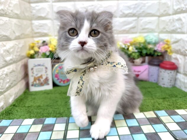 2025年12月13日生まれのスコティッシュフォールド