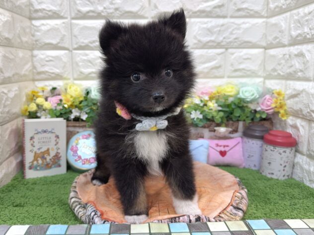 兵庫県のハーフ犬・ミックス犬 (ワンキャラット アミーゴ姫路花田店/2026年1月8日生まれ/女の子/ブラック)の子犬の2枚目の画像