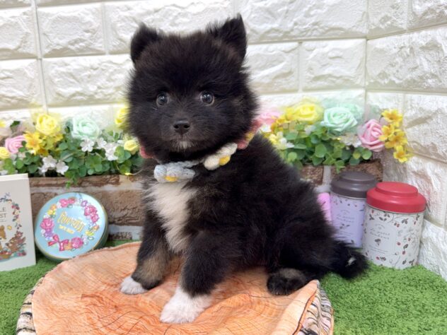 兵庫県のハーフ犬・ミックス犬 (ワンキャラット アミーゴ姫路花田店/2026年1月8日生まれ/女の子/ブラック)の子犬の3枚目の画像