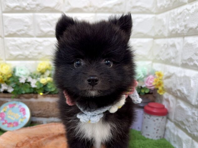 兵庫県のハーフ犬・ミックス犬 (ワンキャラット アミーゴ姫路花田店/2026年1月8日生まれ/女の子/ブラック)の子犬の1枚目の画像