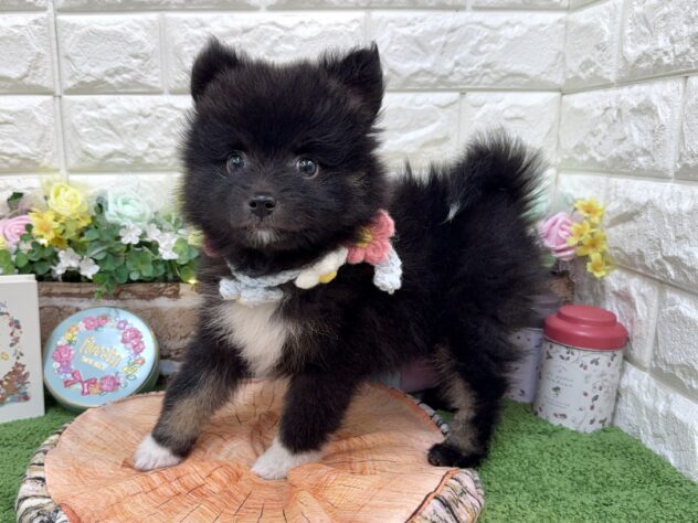 兵庫県のハーフ犬・ミックス犬 (ワンキャラット アミーゴ姫路花田店/2026年1月8日生まれ/女の子/ブラック)の子犬の4枚目の画像