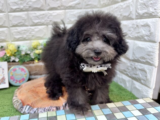 兵庫県のトイプードル(トイ) (ワンキャラット アミーゴ姫路花田店/2025年12月8日生まれ/女の子/グレー)の子犬の2枚目の画像