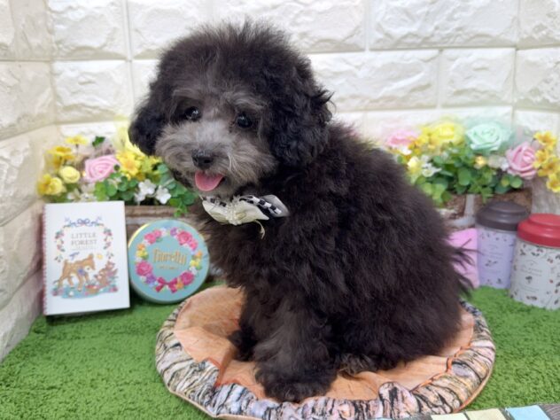 兵庫県のトイプードル(トイ) (ワンキャラット アミーゴ姫路花田店/2025年12月8日生まれ/女の子/グレー)の子犬の4枚目の画像