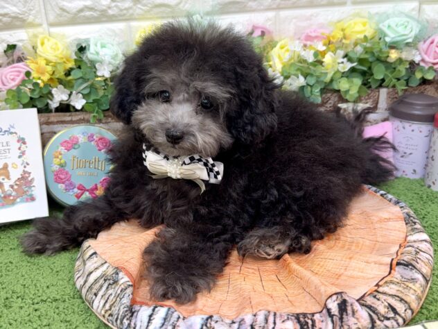 兵庫県のトイプードル(トイ) (ワンキャラット アミーゴ姫路花田店/2025年12月8日生まれ/女の子/グレー)の子犬の3枚目の画像