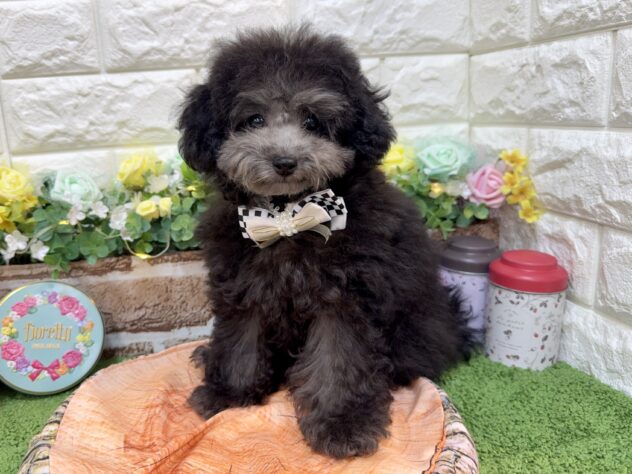 兵庫県のトイプードル(トイ) (ワンキャラット アミーゴ姫路花田店/2025年12月8日生まれ/女の子/グレー)の子犬の1枚目の画像