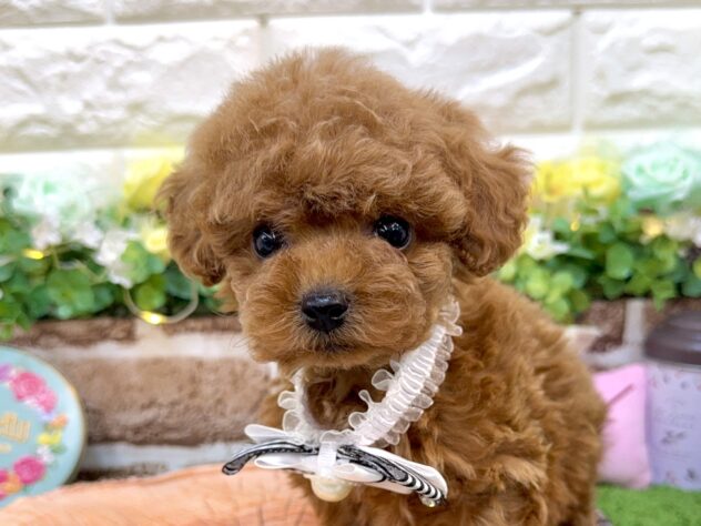 兵庫県のトイプードル(トイ) (ワンキャラット アミーゴ姫路花田店/2026年1月23日生まれ/女の子/レッドフォーン)の子犬の1枚目の画像