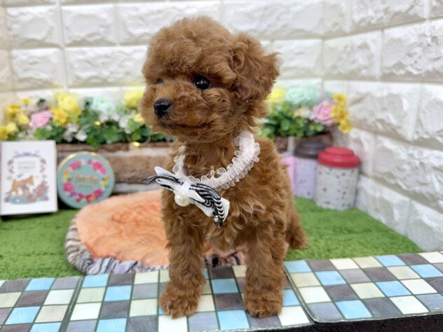 兵庫県のトイプードル(トイ) (ワンキャラット アミーゴ姫路花田店/2026年1月23日生まれ/女の子/レッドフォーン)の子犬の3枚目の画像