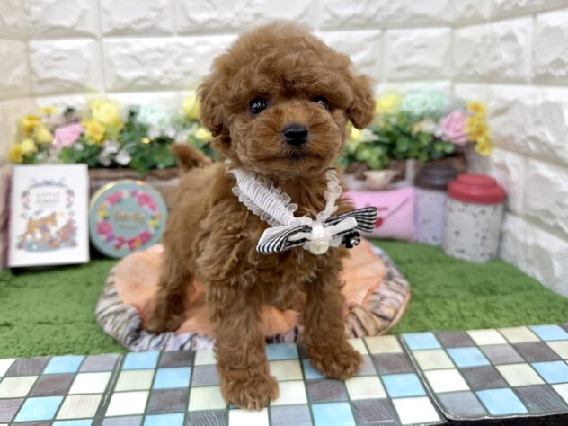 兵庫県のトイプードル(トイ) (ワンキャラット アミーゴ姫路花田店/2026年1月23日生まれ/女の子/レッドフォーン)の子犬の2枚目の画像