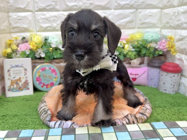 兵庫県のミニチュアシュナウザー (ワンキャラット アミーゴ姫路花田店/2026年1月24日生まれ/女の子/ブラックシルバー)の子犬の2枚目の画像