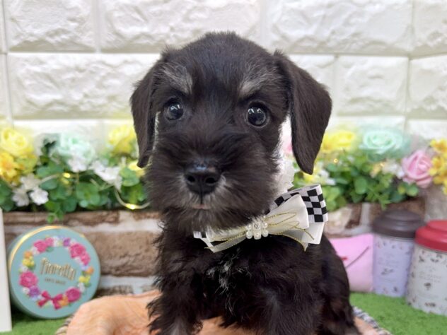 兵庫県のミニチュアシュナウザー (ワンキャラット アミーゴ姫路花田店/2026年1月24日生まれ/女の子/ブラックシルバー)の子犬の1枚目の画像