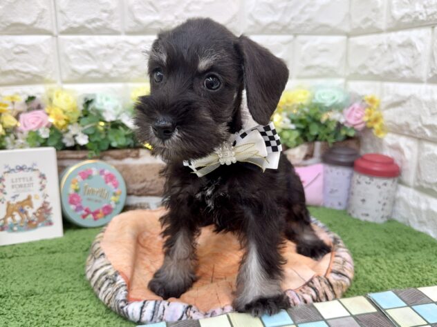 兵庫県のミニチュアシュナウザー (ワンキャラット アミーゴ姫路花田店/2026年1月24日生まれ/女の子/ブラックシルバー)の子犬の4枚目の画像