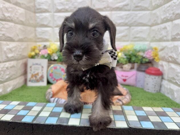 兵庫県のミニチュアシュナウザー (ワンキャラット アミーゴ姫路花田店/2026年1月24日生まれ/女の子/ブラックシルバー)の子犬の3枚目の画像