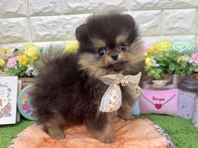 兵庫県のポメラニアン (ワンキャラット アミーゴ姫路花田店/2026年1月24日生まれ/女の子/ブラックタン)の子犬の2枚目の画像