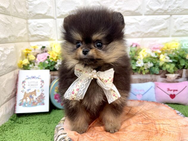兵庫県のポメラニアン (ワンキャラット アミーゴ姫路花田店/2026年1月24日生まれ/女の子/ブラックタン)の子犬の4枚目の画像