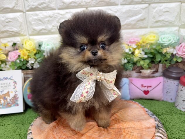 兵庫県のポメラニアン (ワンキャラット アミーゴ姫路花田店/2026年1月24日生まれ/女の子/ブラックタン)の子犬の3枚目の画像