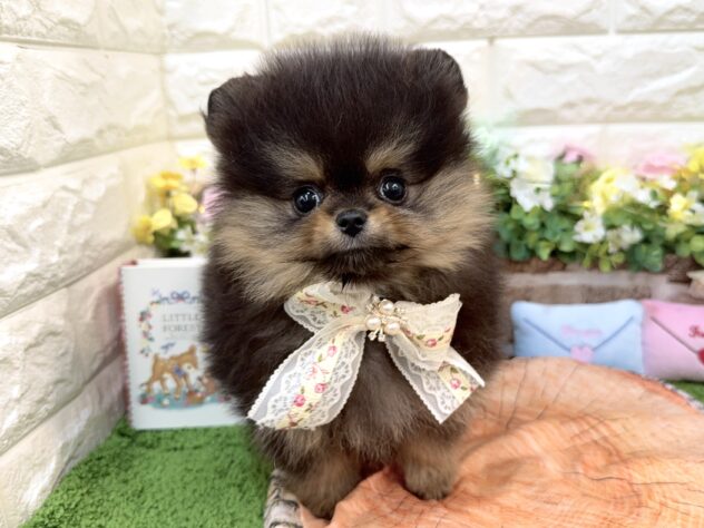兵庫県のポメラニアン (ワンキャラット アミーゴ姫路花田店/2026年1月24日生まれ/女の子/ブラックタン)の子犬の1枚目の画像