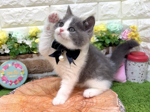 2026年1月29日生まれのブリティッシュショートヘアー