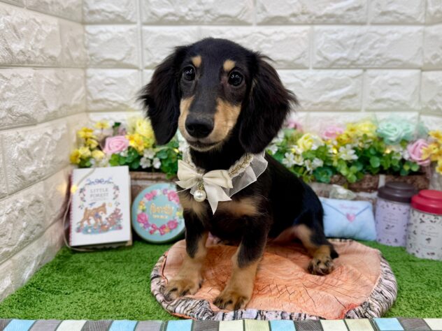 兵庫県のミニチュアダックスフンド(ロング) (ワンキャラット アミーゴ姫路花田店/2025年11月10日生まれ/女の子/ブラックタン)の子犬の3枚目の画像