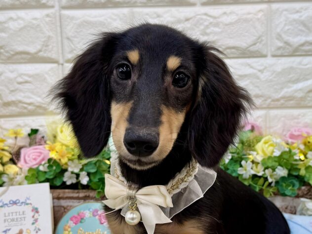 兵庫県のミニチュアダックスフンド(ロング) (ワンキャラット アミーゴ姫路花田店/2025年11月10日生まれ/女の子/ブラックタン)の子犬の1枚目の画像