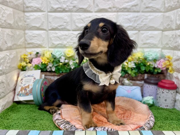 兵庫県のミニチュアダックスフンド(ロング) (ワンキャラット アミーゴ姫路花田店/2025年11月10日生まれ/女の子/ブラックタン)の子犬の4枚目の画像