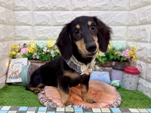 兵庫県のミニチュアダックスフンド(ロング) (ワンキャラット アミーゴ姫路花田店/2025年11月10日生まれ/女の子/ブラックタン)の子犬の2枚目の画像