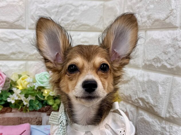 兵庫県のチワックス(チワワ×ダックス) (ワンキャラット アミーゴ姫路花田店/2025年11月20日生まれ/女の子/レッド)の子犬