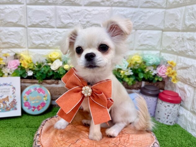 兵庫県のチワペキ/ペキチー/ペキチワ(チワワ×ペキニーズ) (ワンキャラット アミーゴ姫路花田店/2025年11月15日生まれ/女の子/クリーム)の子犬の2枚目の画像