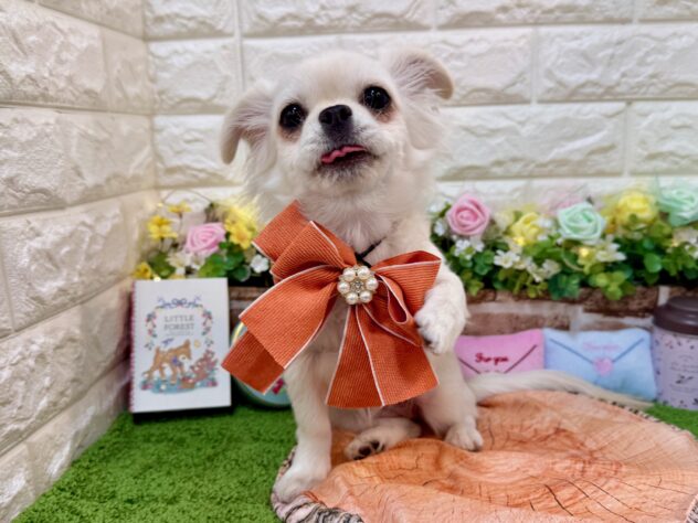 兵庫県のチワペキ/ペキチー/ペキチワ(チワワ×ペキニーズ) (ワンキャラット アミーゴ姫路花田店/2025年11月15日生まれ/女の子/クリーム)の子犬の3枚目の画像