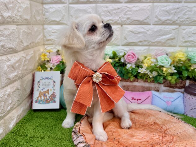 兵庫県のチワペキ/ペキチー/ペキチワ(チワワ×ペキニーズ) (ワンキャラット アミーゴ姫路花田店/2025年11月15日生まれ/女の子/クリーム)の子犬の4枚目の画像