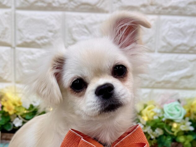 兵庫県のチワペキ/ペキチー/ペキチワ(チワワ×ペキニーズ) (ワンキャラット アミーゴ姫路花田店/2025年11月15日生まれ/女の子/クリーム)の子犬の1枚目の画像