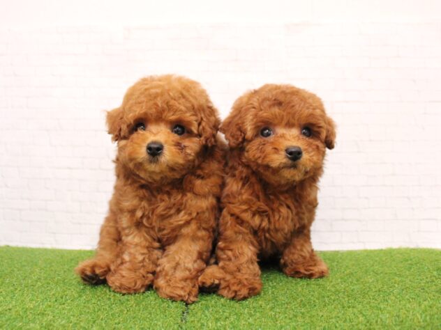 兵庫県のトイプードル(トイ) (ペット・プラザ アミーゴ尼崎昭和通店/2026年1月20日生まれ/女の子/レッドフォーン)の子犬の4枚目の画像