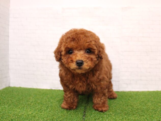 兵庫県のトイプードル(トイ) (ペット・プラザ アミーゴ尼崎昭和通店/2026年1月20日生まれ/女の子/レッドフォーン)の子犬の2枚目の画像