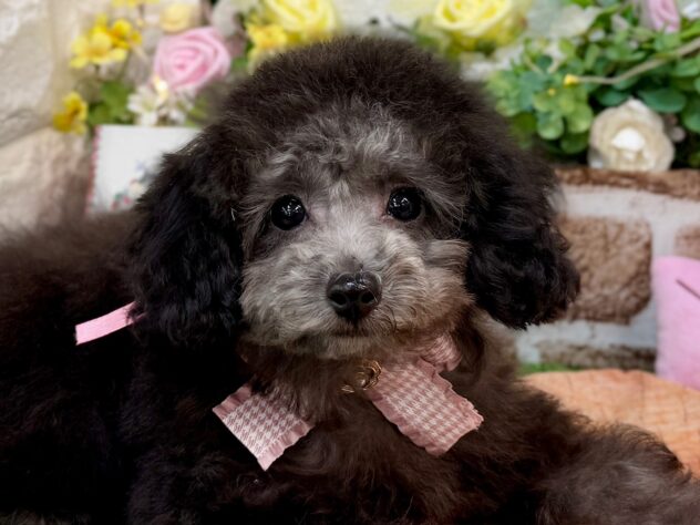 兵庫県のトイプードル(トイ) (ワンキャラット アミーゴ姫路花田店/2025年12月8日生まれ/女の子/グレー)の子犬の1枚目の画像