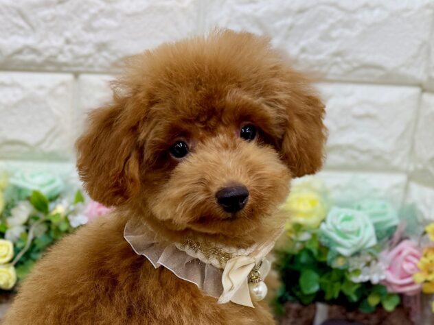 兵庫県のトイプードル(トイ) (ワンキャラット アミーゴ姫路花田店/2025年11月23日生まれ/男の子/レッドフォーン)の子犬の1枚目の画像