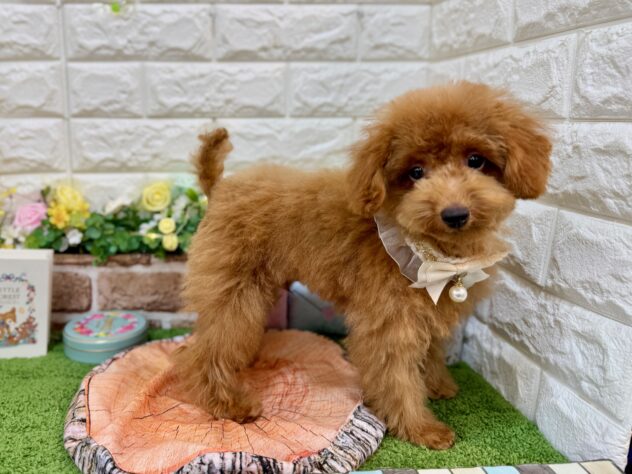 兵庫県のトイプードル(トイ) (ワンキャラット アミーゴ姫路花田店/2025年11月23日生まれ/男の子/レッドフォーン)の子犬の4枚目の画像