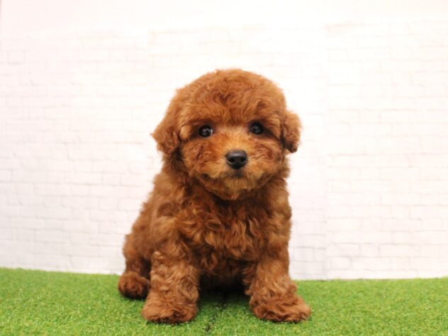 兵庫県のトイプードル(トイ) (ペット・プラザ アミーゴ尼崎昭和通店/2026年1月20日生まれ/女の子/レッドフォーン)の子犬の3枚目の画像