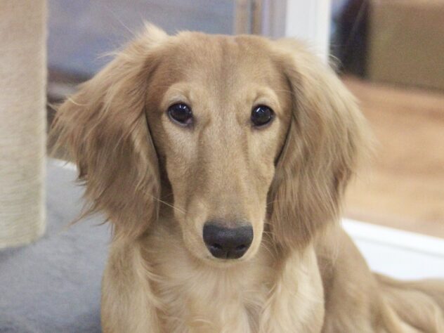 愛媛県のミニチュアダックスフンド(ロング) (アミーゴ新居浜店/2025年7月17日生まれ/男の子/ゴールド)の子犬の1枚目の画像