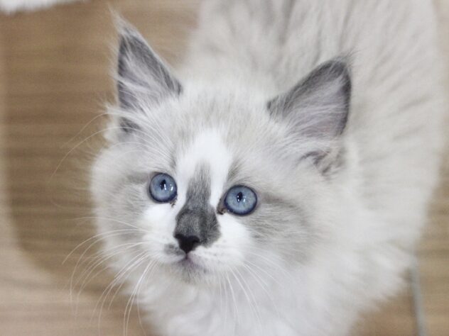 愛媛県のラグドール (アミーゴ新居浜店/2025年12月29日生まれ/男の子/シールポイントバイカラー)の子猫の1枚目の画像