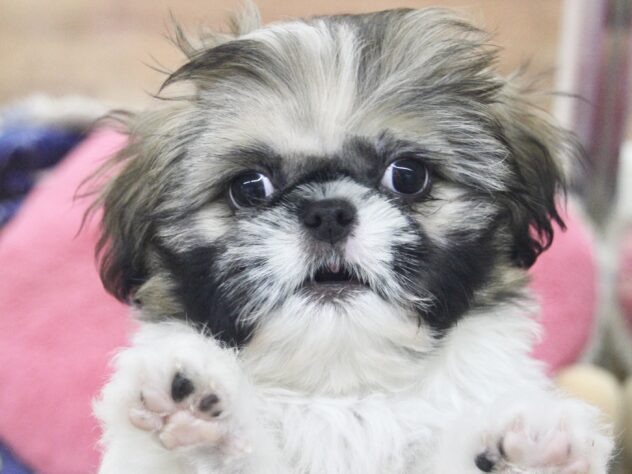 愛媛県のハーフ犬・ミックス犬 (アミーゴ新居浜店/2025年12月14日生まれ/女の子/ホワイトゴールド)の子犬の1枚目の画像