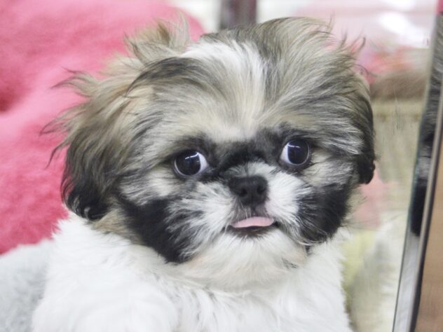 愛媛県のハーフ犬・ミックス犬 (アミーゴ新居浜店/2025年12月14日生まれ/女の子/ホワイトゴールド)の子犬の2枚目の画像