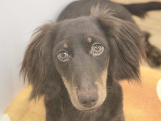 愛媛県のミニチュアダックスフンド(ロング) (アミーゴ新居浜店/2025年6月6日生まれ/男の子/チョコレートタン)の子犬の1枚目の画像