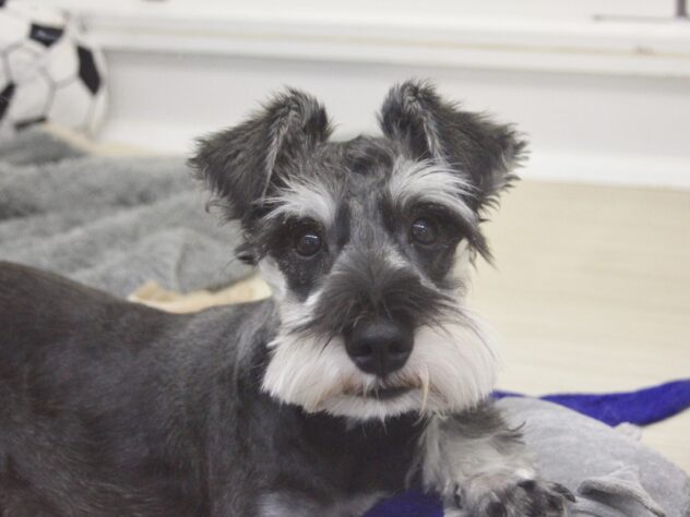 愛媛県のミニチュアシュナウザー (アミーゴ新居浜店/2025年9月14日生まれ/男の子/ソルトペッパー)の子犬の2枚目の画像