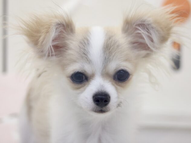 愛媛県のチワワ(ロング) (アミーゴ新居浜店/2025年8月26日生まれ/男の子/レッドホワイト)の子犬の1枚目の画像