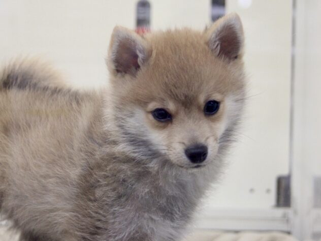 愛媛県のハーフ犬・ミックス犬 (アミーゴ新居浜店/2025年12月4日生まれ/男の子/赤)の子犬の2枚目の画像