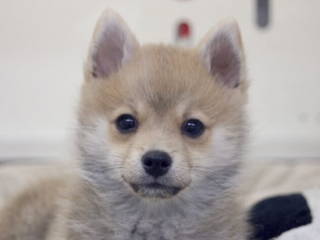 愛媛県のハーフ犬・ミックス犬 (アミーゴ新居浜店/2025年12月4日生まれ/男の子/赤)の子犬の1枚目の画像